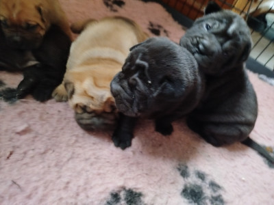 Les chiots de Shar Pei