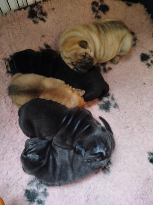 Les chiots de Shar Pei