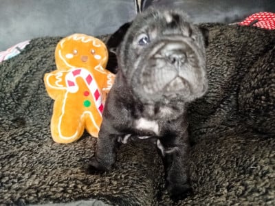 Les chiots de Shar Pei
