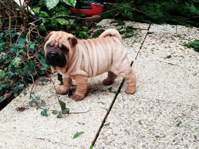 Les chiots de Shar Pei