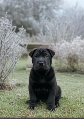 Les chiots de Shar Pei