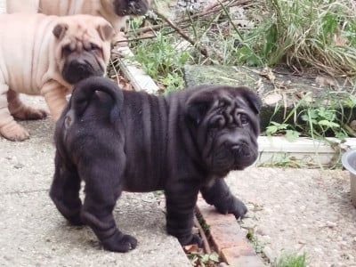 Les chiots de Shar Pei