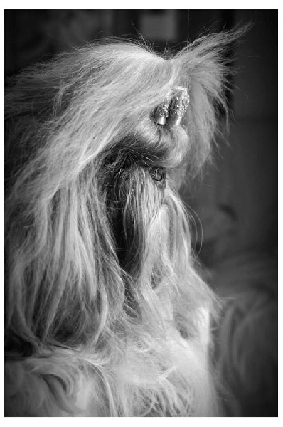 Publication : Du Domaine De Sonam Auteur : Pascale Marseille