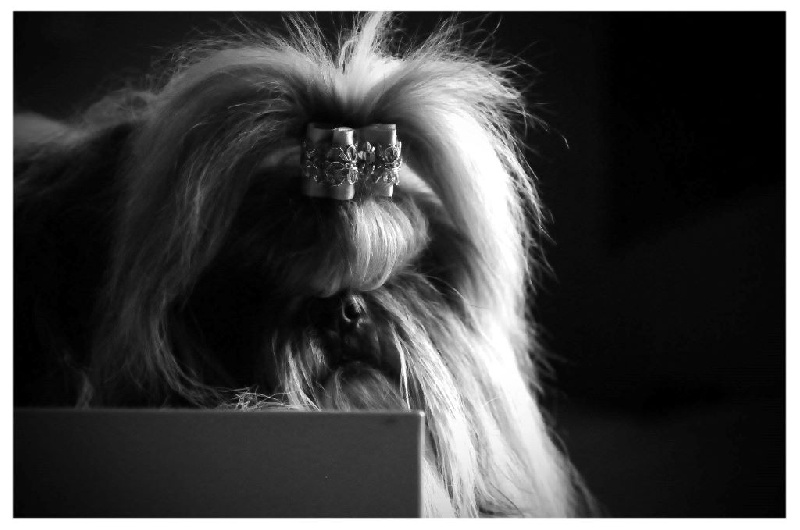 Publication : Du Domaine De Sonam Auteur : Pascale Marseille