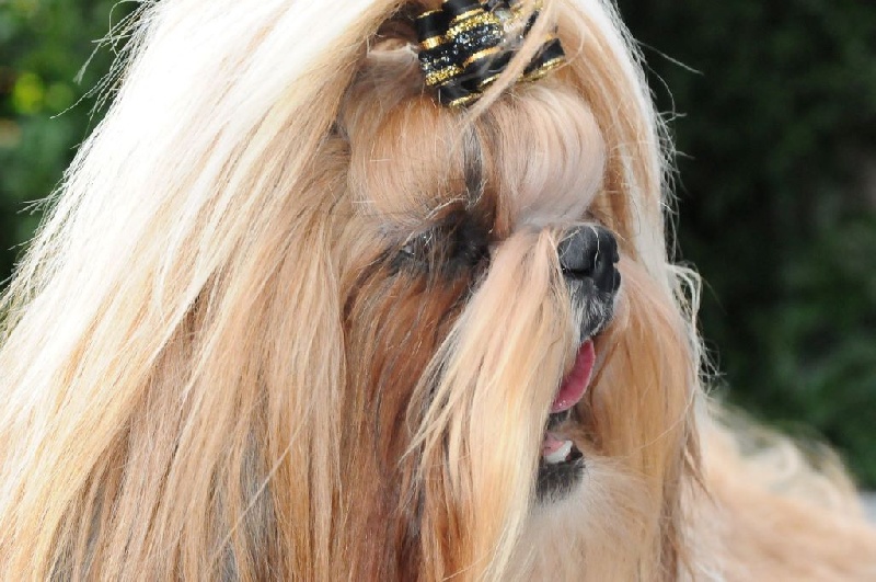 Publication : Du Domaine De Sonam Auteur : Pascale Marseille