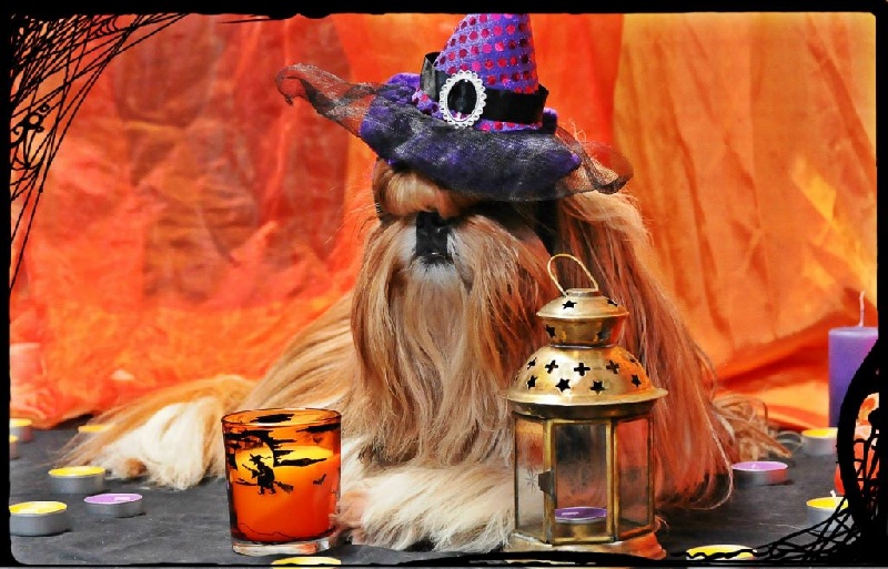 Publication : Du Domaine De Sonam Auteur : Pascale Marseille