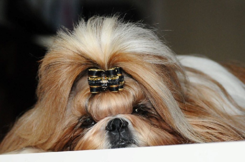 Publication : Du Domaine De Sonam Auteur : Pascale Marseille