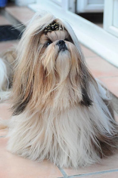 Publication : Du Domaine De Sonam Auteur : Pascale Marseille