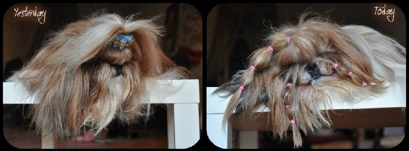 Publication : Du Domaine De Sonam Auteur : Pascale Marseille