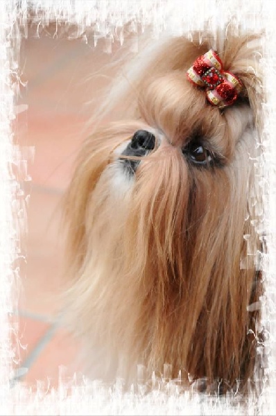 Publication : Du Domaine De Sonam Auteur : Pascale Marseille