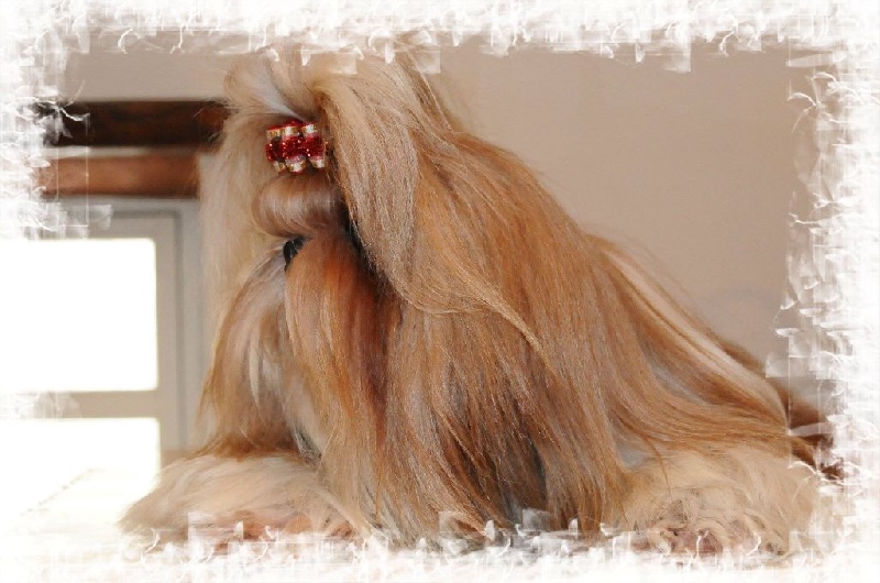 Publication : Du Domaine De Sonam Auteur : Pascale Marseille