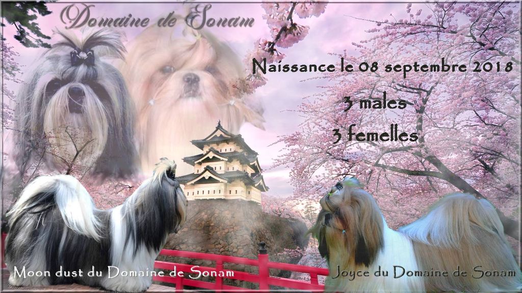 chiot Shih Tzu Du Domaine De Sonam