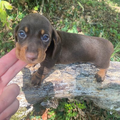 Les chiots de Teckel poil ras