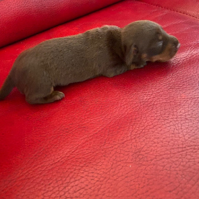 Les chiots de Teckel poil ras