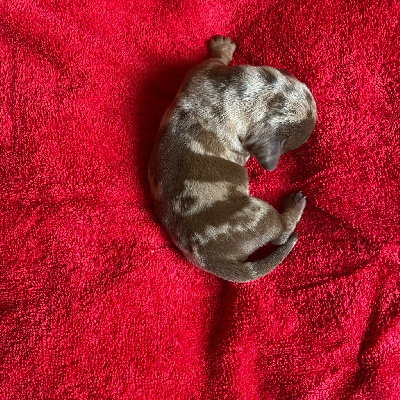 Les chiots de Teckel poil ras