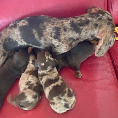 Les chiots de Teckel poil ras