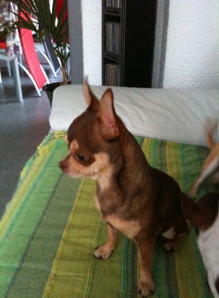 Publication : Du Castel Des Azteques De Tula Auteur : Georges Cachia