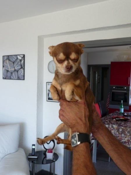 Publication : Du Castel Des Azteques De Tula Auteur : Georges Cachia