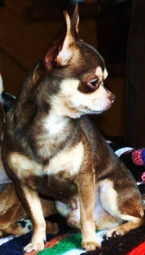 Publication : Du Castel Des Azteques De Tula Auteur : Georges Cachia