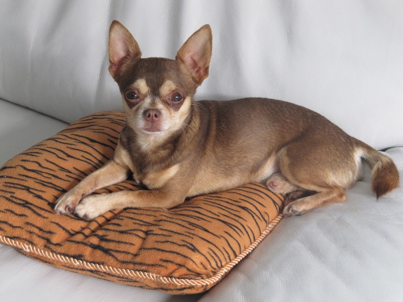 Publication : Du Castel Des Azteques De Tula Auteur : Georges Cachia