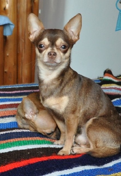 Publication : Du Castel Des Azteques De Tula Auteur : Georges Cachia