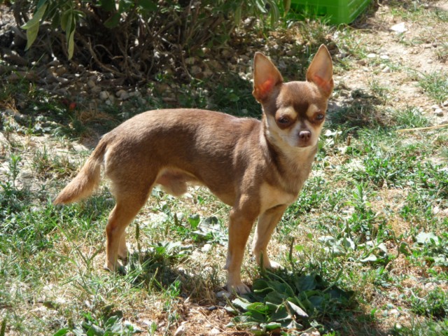 Publication : Du Castel Des Azteques De Tula Auteur : Georges Cachia