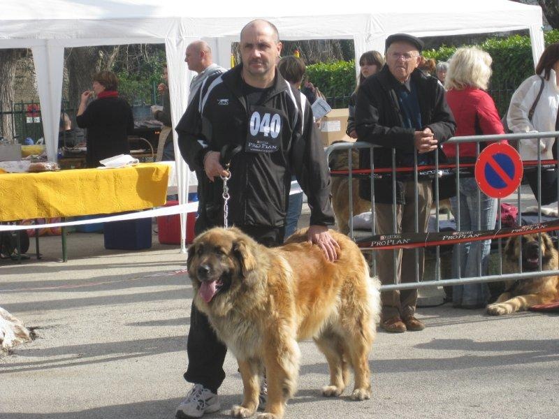 Chaïna-maggiore von Mandelweg - TRES BON