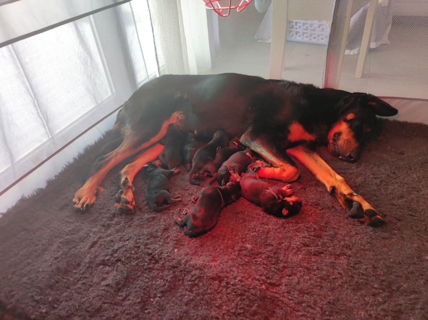 Berger de Beauce - Du Mont Farmer