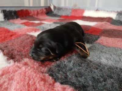 Les chiots de Berger de Beauce