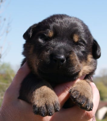 Les chiots de Berger de Beauce