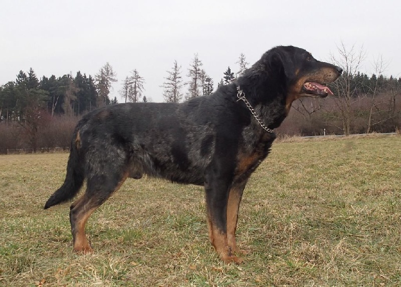 Czech z lhotecké linie