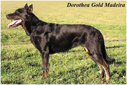 TR. CH. Dorothea gold madeira