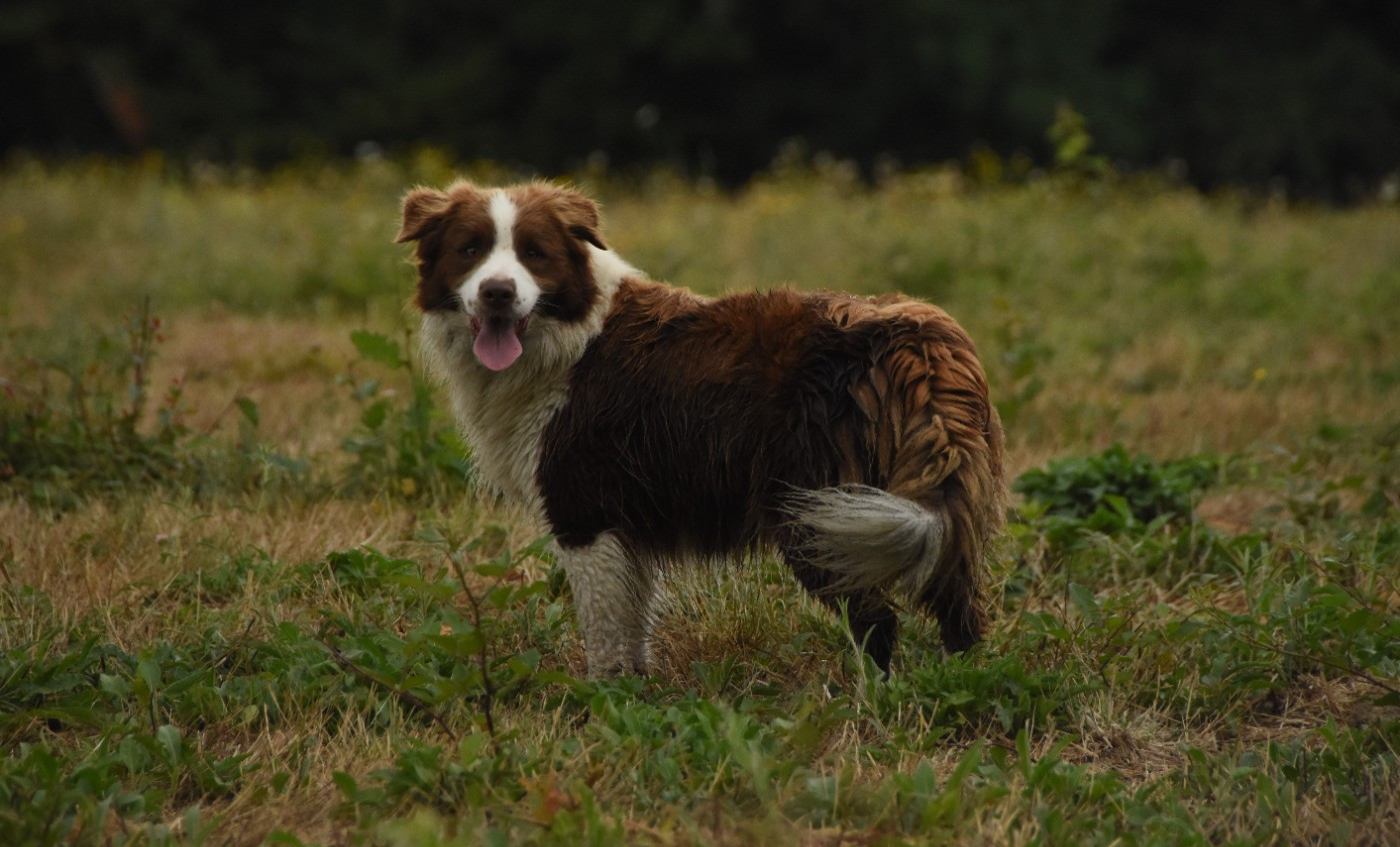 Ultra red folie des Collines de Sagne