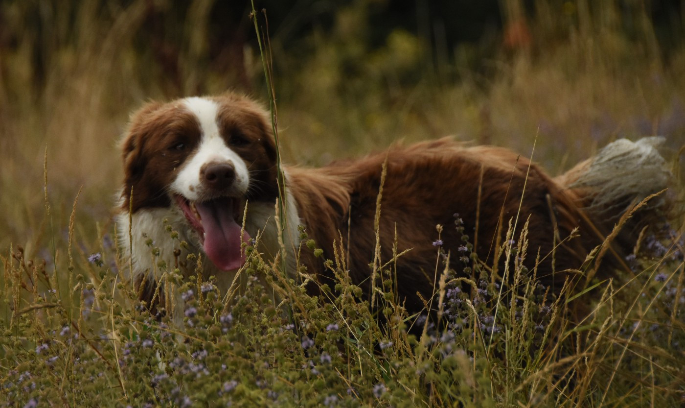 Ultra red folie des Collines de Sagne