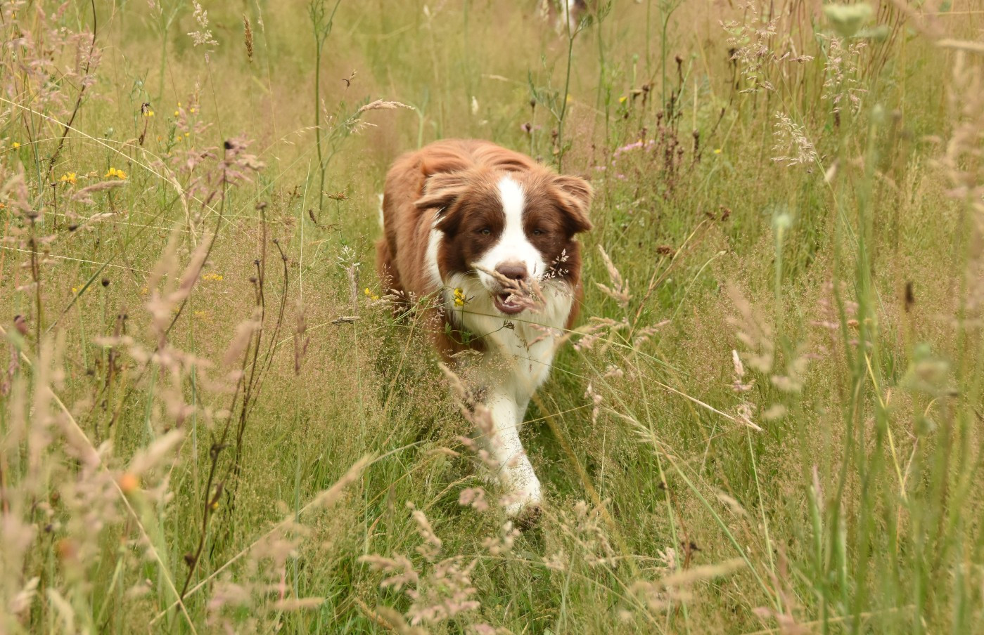Ultra red folie des Collines de Sagne