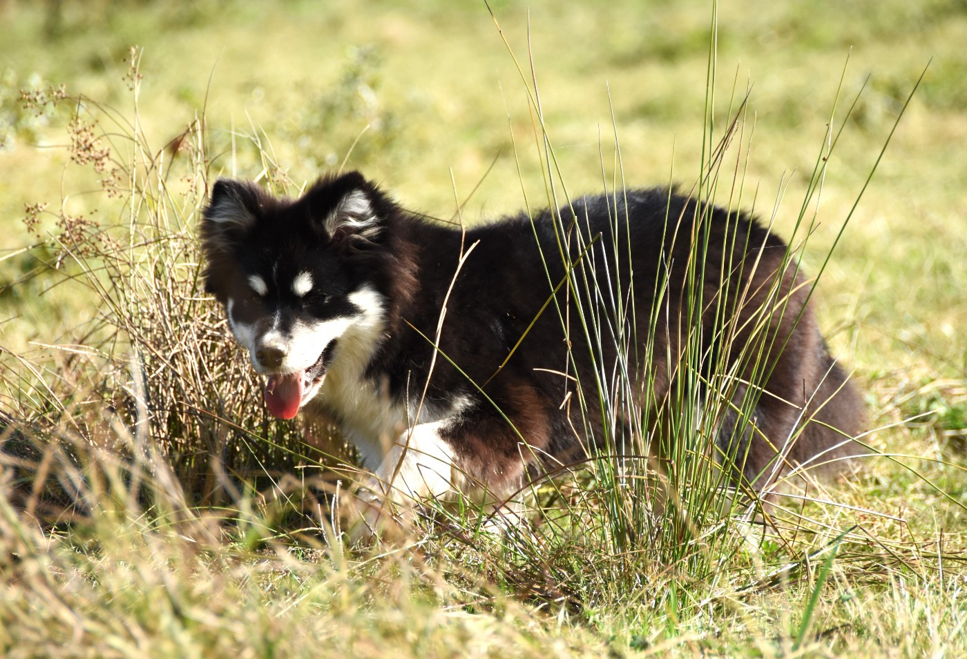 Publication : des Collines de Sagne Auteur : Yona V.