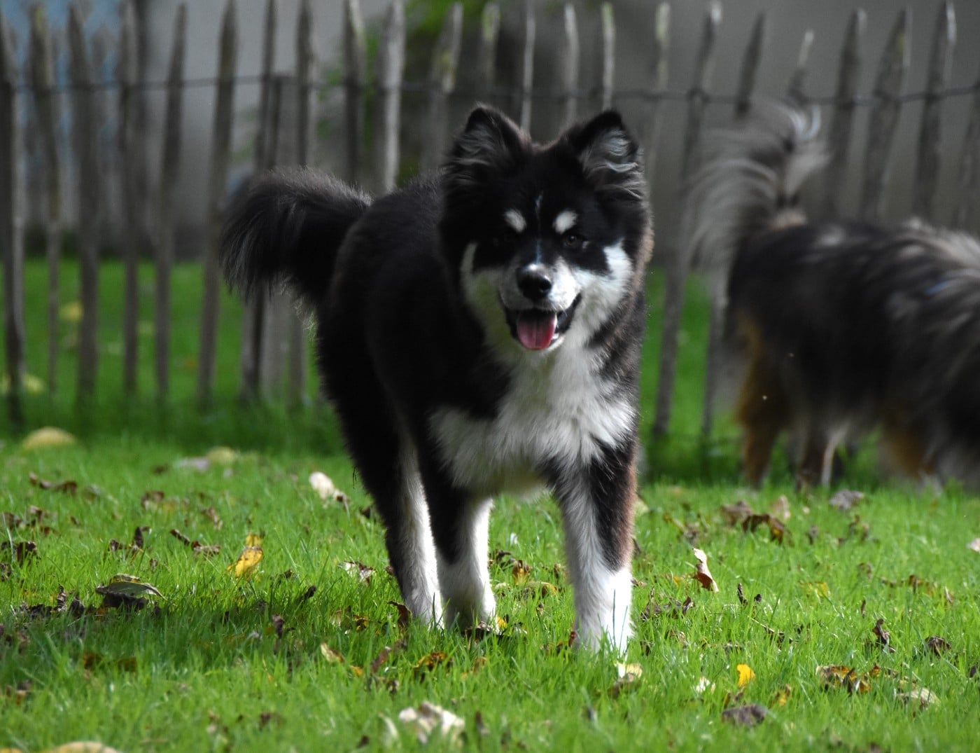 Publication : des Collines de Sagne Auteur : Yona V.