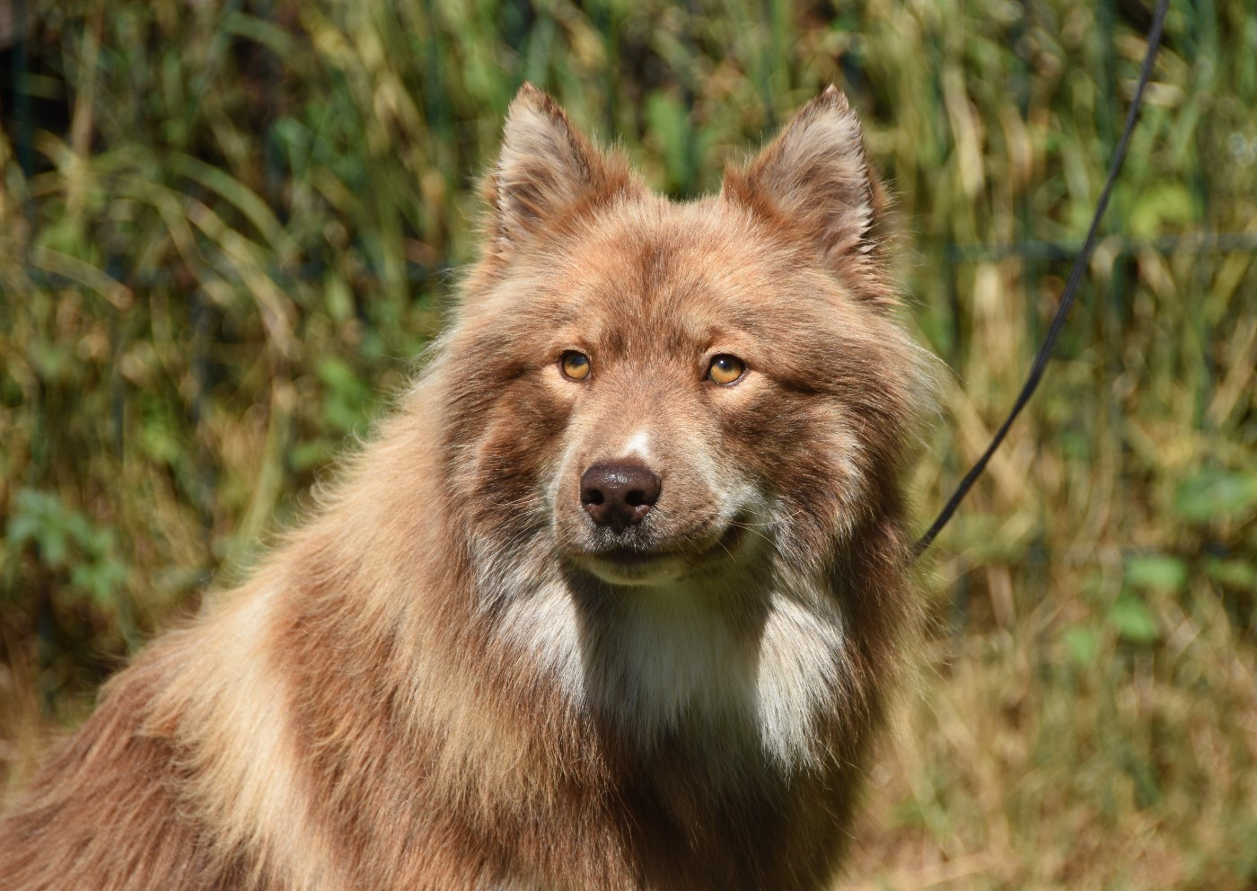 Publication : des Collines de Sagne Auteur : Yona V.