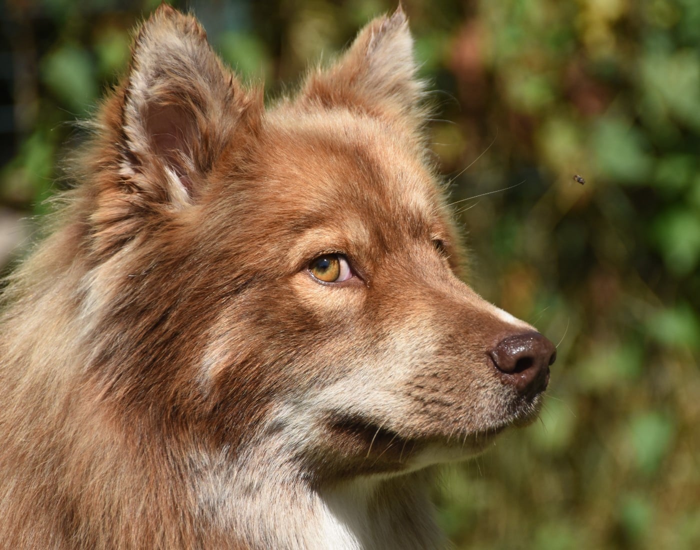 Publication : des Collines de Sagne Auteur : Yona V.