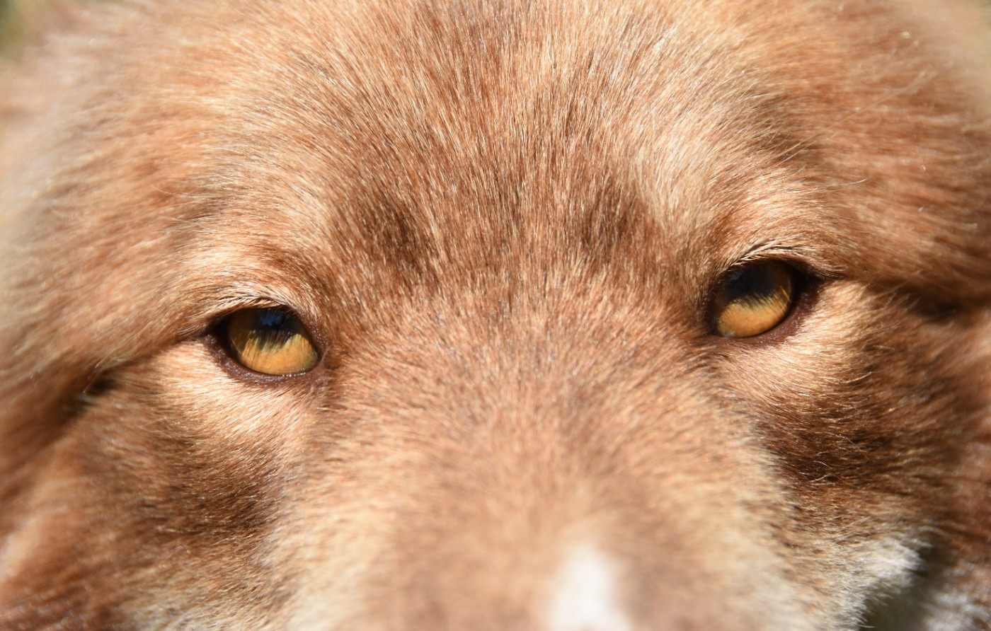 Publication : des Collines de Sagne Auteur : Yona V.