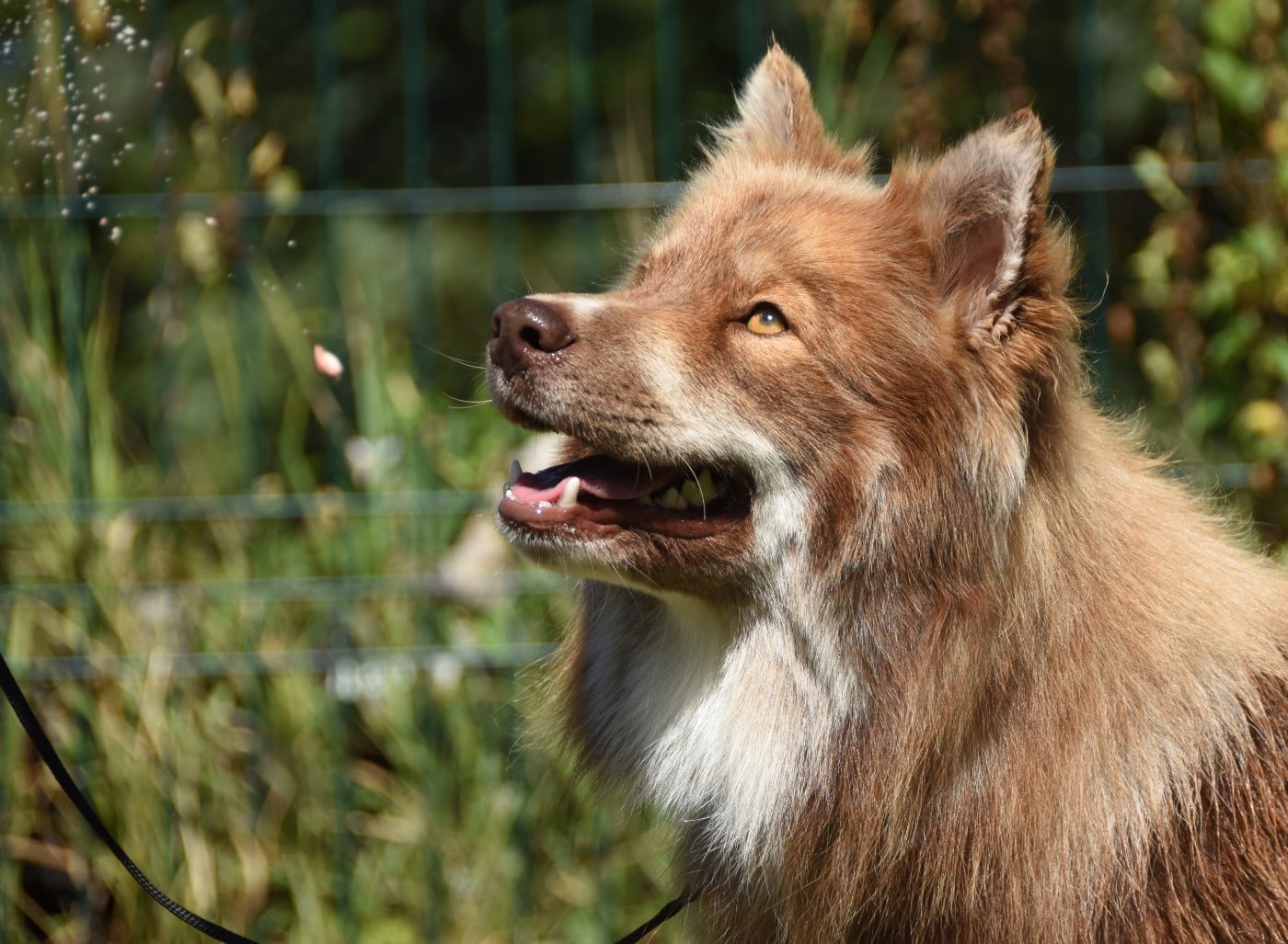 Publication : des Collines de Sagne Auteur : Yona V.