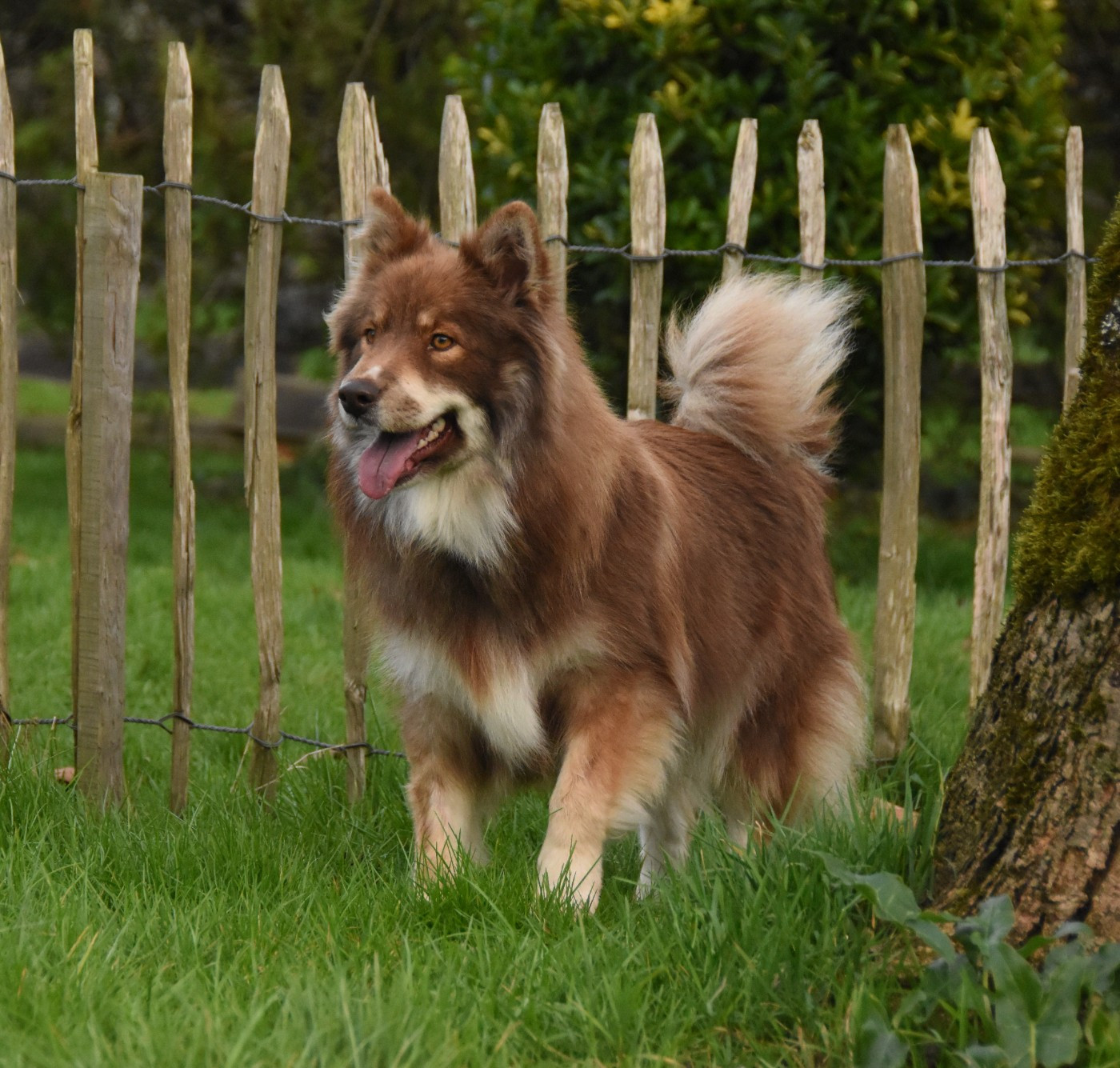 Publication : des Collines de Sagne Auteur : Yona V.