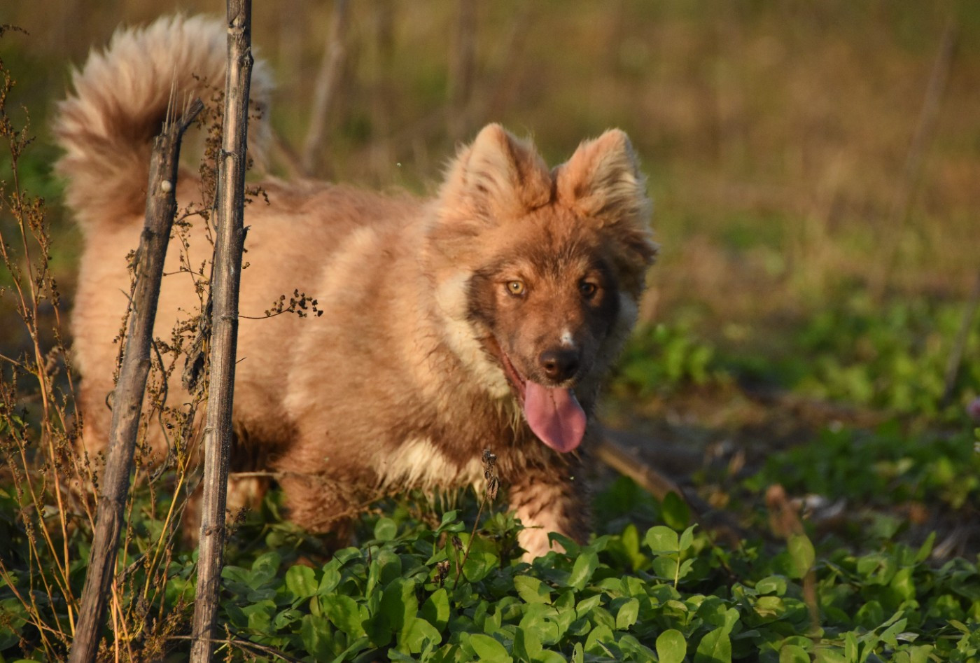 Publication : des Collines de Sagne Auteur : Yona V.