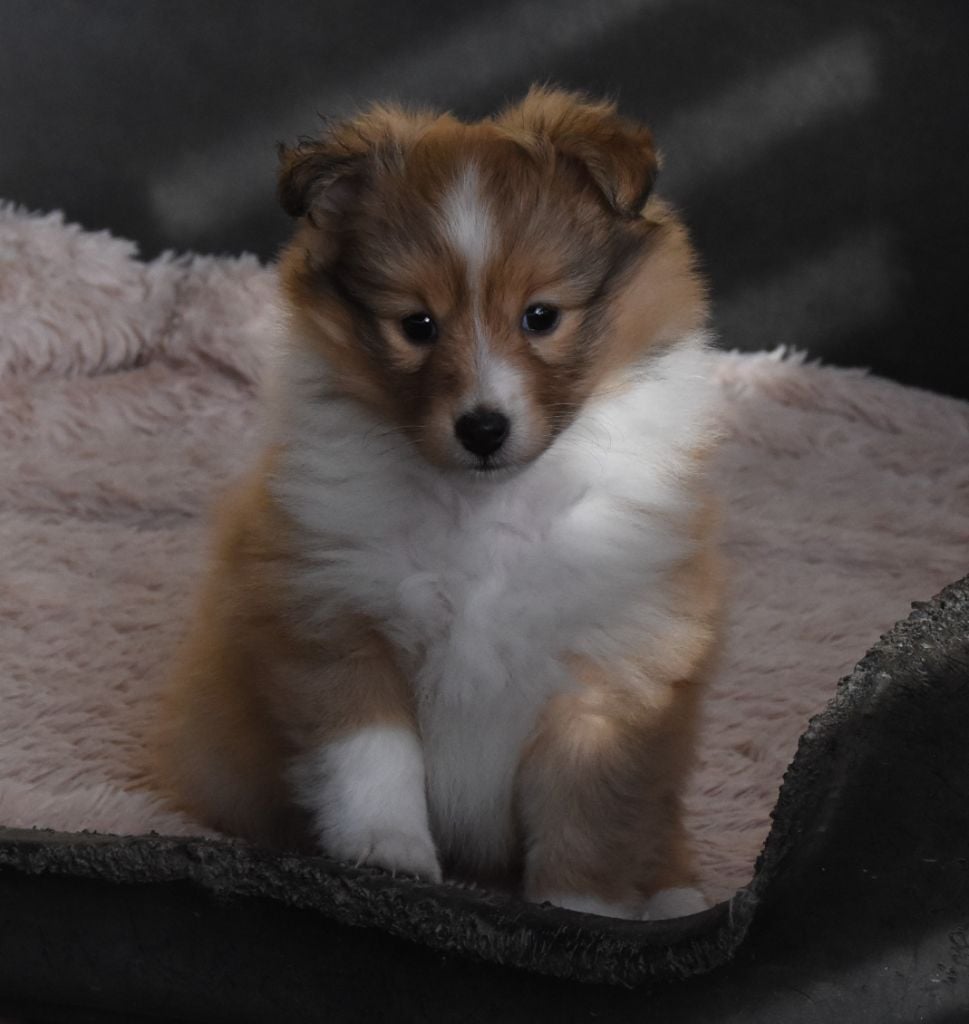 Shetland Sheepdog - des Collines de Sagne