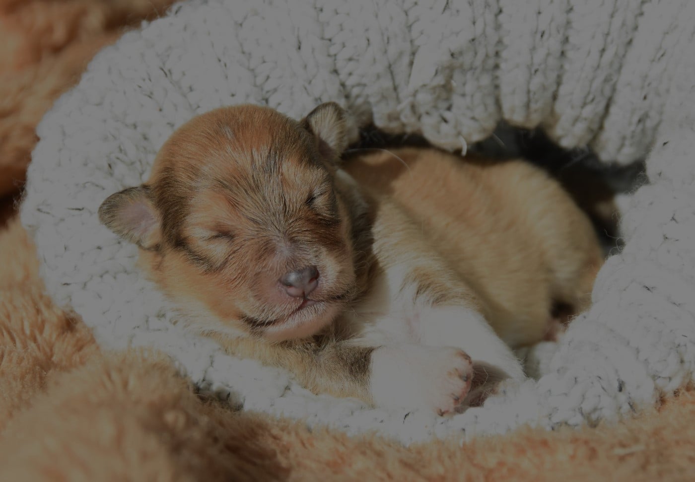 Shetland Sheepdog - des Collines de Sagne