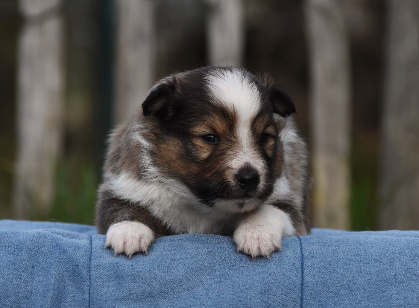 Shetland Sheepdog - des Collines de Sagne