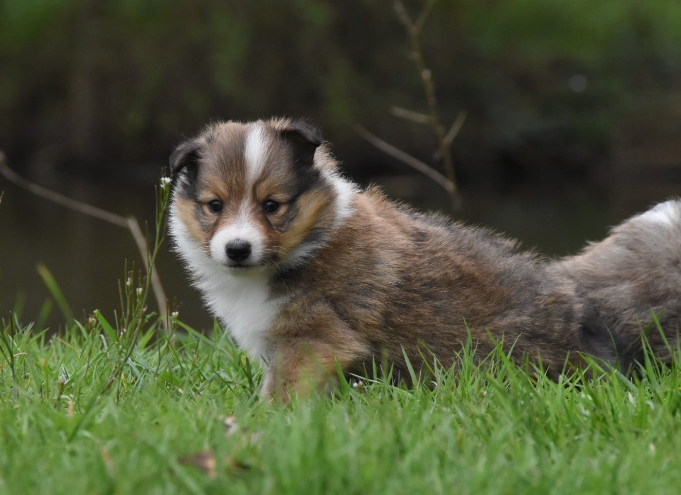 Shetland Sheepdog - des Collines de Sagne