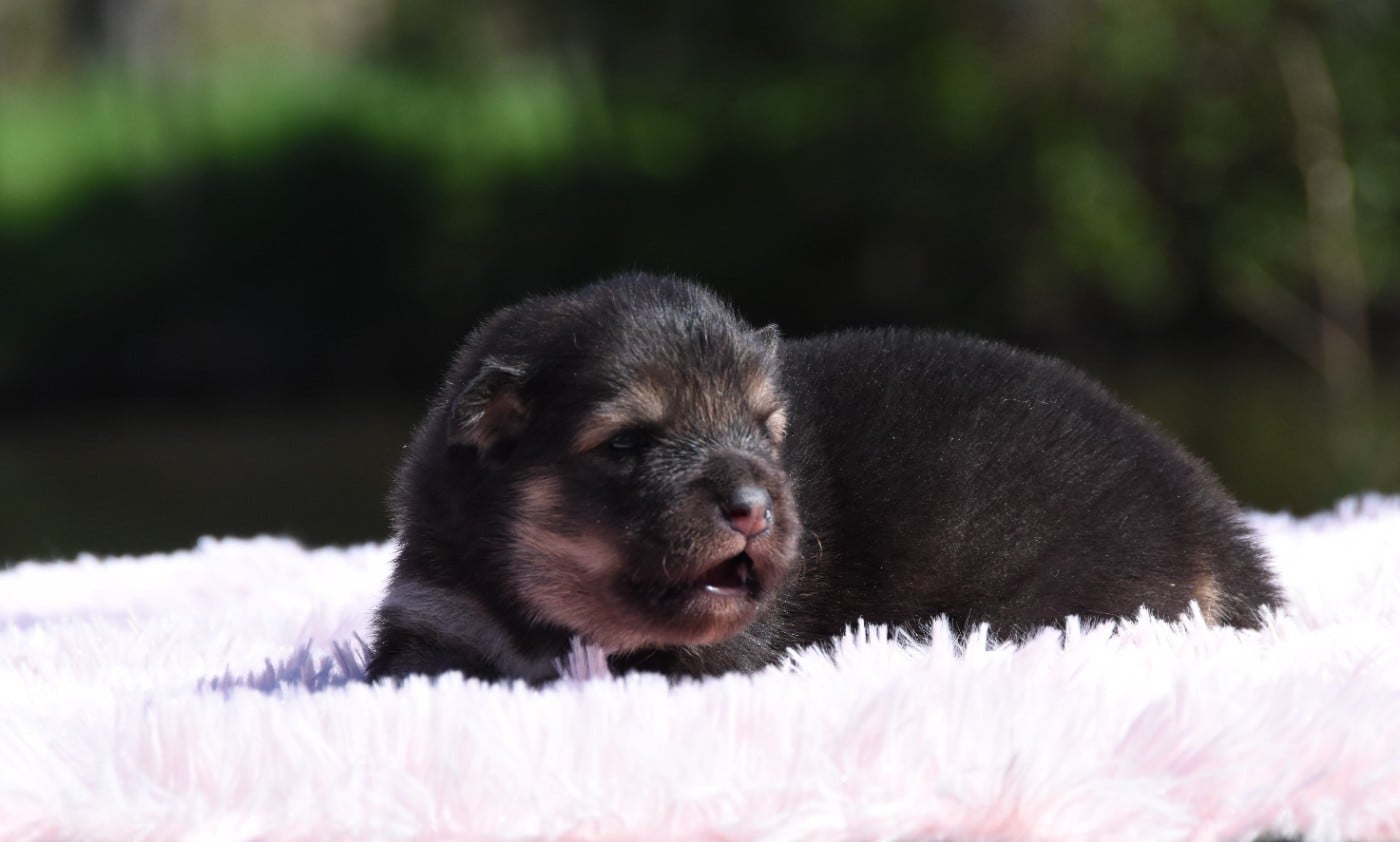 Chien finnois de Laponie - des Collines de Sagne