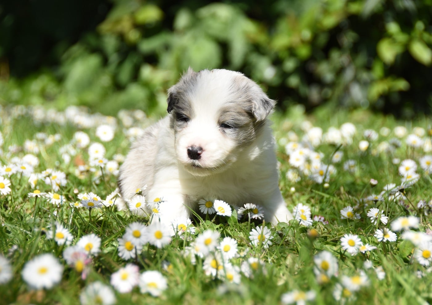Border Collie - des Collines de Sagne