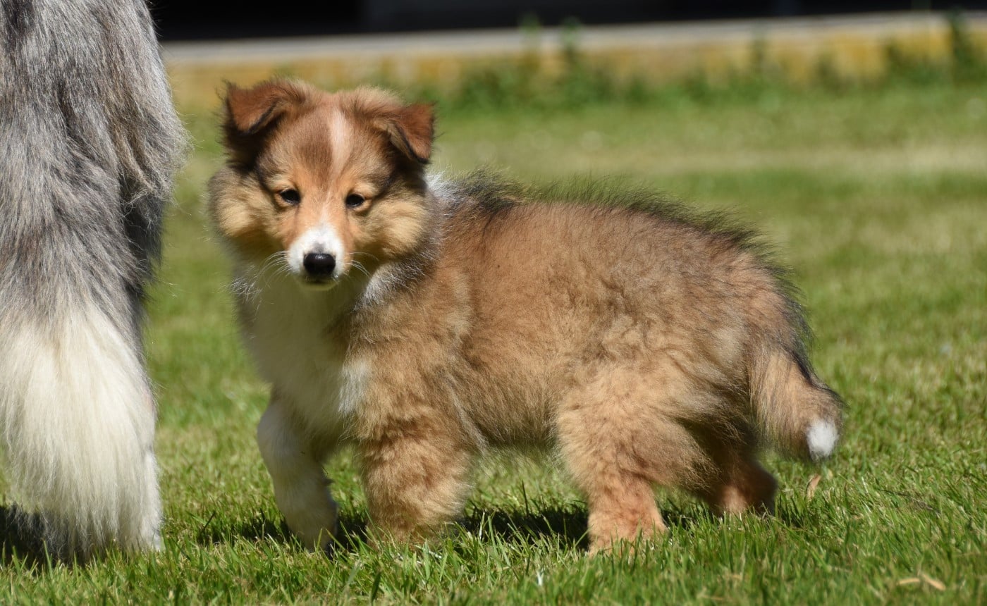 Shetland Sheepdog - des Collines de Sagne